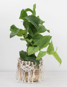 planta-de-colección-rhaphidophora-korthalsii precio