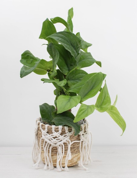 planta-de-colección-rhaphidophora-korthalsii precio