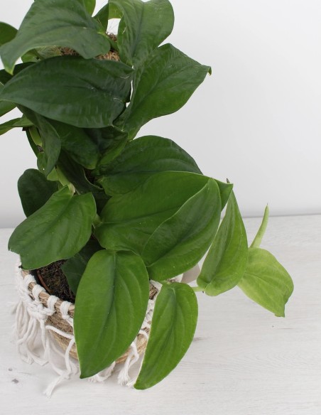 rhaphidophora-korthalsii-planta-exclusiva compra online