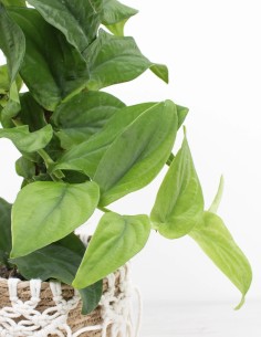 planta-de-colección-rhaphidophora-korthalsii precio 2