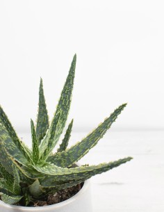 planta-aloe-zebrina-cuidado-suculentas-compra 2