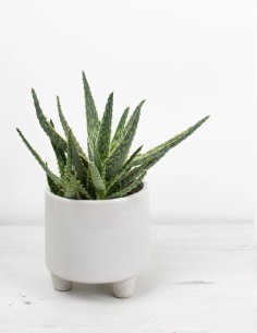 planta-aloe-zebrina-cuidado-suculentas-compra