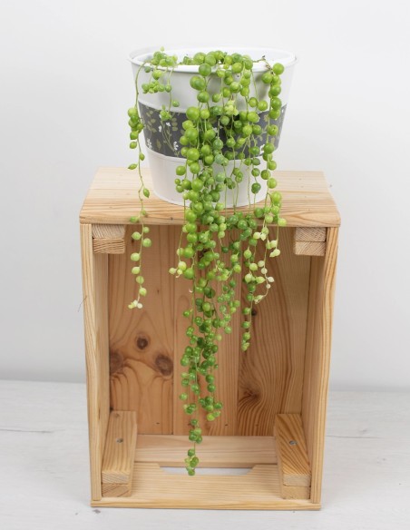 string-of-pearls-planta-colgante comprar