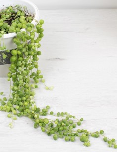 string-of-pearls-planta-colgante comprar 2