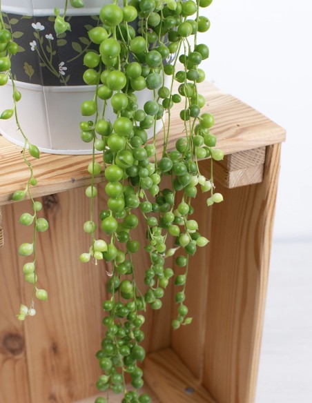 senecio-rowleyanus detalle precio