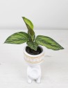 planta-calathea-ornata-interior-decorativa-compra