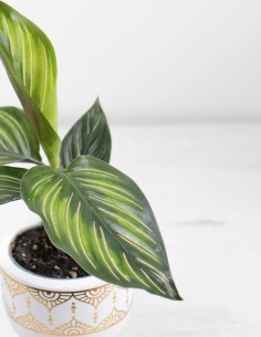 planta-calathea-ornata-interior-decorativa-compra 2
