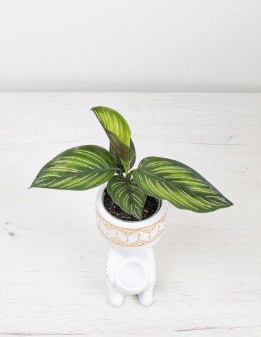calathea-sanderiana-planta-tropical-interior-compra