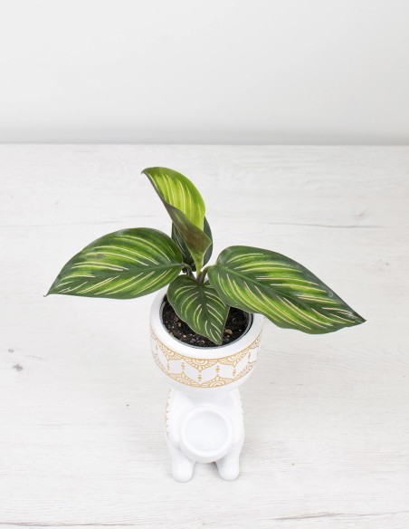 calathea-sanderiana-planta-tropical-interior-compra