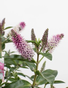 verónica-hebe-addenda-planta-colorida-balcones-compra 2