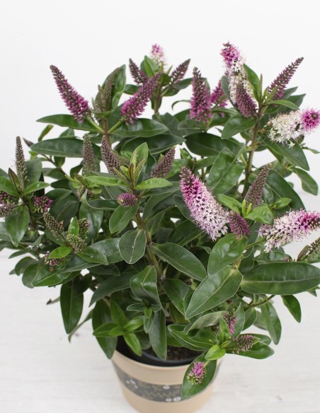 hebe-addenda-planta-fácil-cuidado-interior-exterior