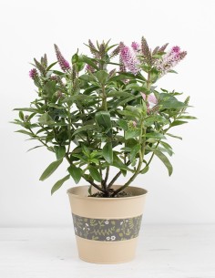 verónica-hebe-addenda-planta-colorida-balcones-compra