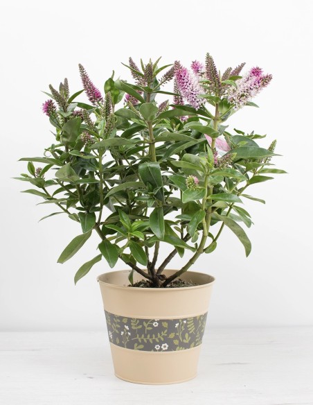 verónica-hebe-addenda-planta-colorida-balcones-compra