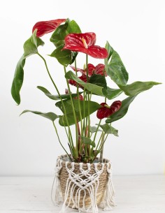 planta-anthurium-andreanum-flores-coloridas-interior-compra
