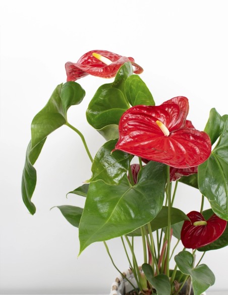 anthurium-andreanum-flor-de-flamenco-planta-exótica-compra
