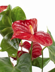 planta-anthurium-andreanum-flores-coloridas-interior-compra 2