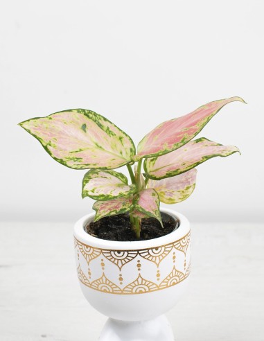 aglaonema-red-zircon-follaje-rojo-rosa-comprar