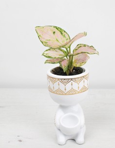 aglaonema-red-zircon-hojas-vibrantes