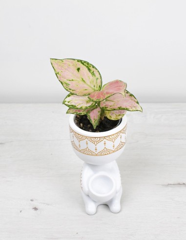 plantilla fotos productos copia