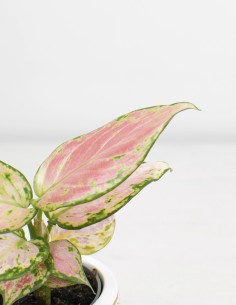 aglaonema-red-zircon-hojas-vibrantes 2