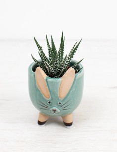 haworthia-fasciata-big-band-suculenta-resistente-compra