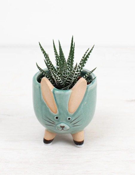 haworthia-fasciata-big-band-suculenta-resistente-compra