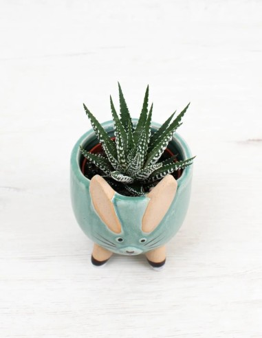 compra-haworthia-big-band-planta-exótica-decorativa-online