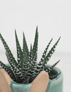 haworthia-fasciata-big-band-suculenta-resistente-compra 2