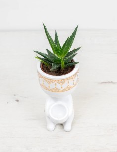 aloe mingo cuidados fáciles suculenta compra"