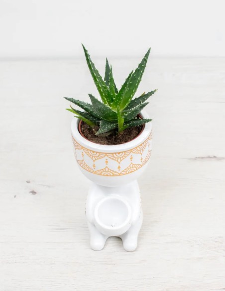 aloe mingo cuidados fáciles suculenta compra"