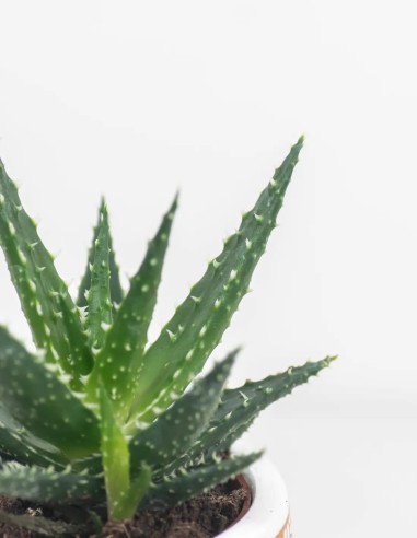 aloe mingo planta resistente fácil cuidado compra