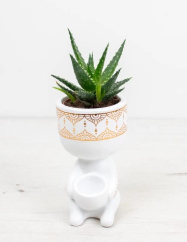 compra aloe mingo planta exótica decorativa online