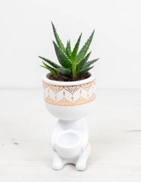compra aloe mingo planta exótica decorativa online
