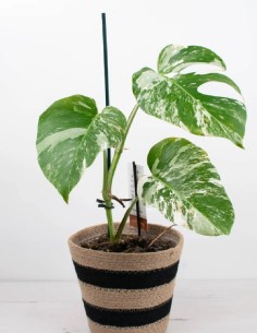 MONSTERA DELICIOSA VARIEGATA