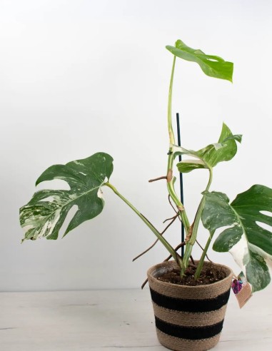 MONSTERA DELICIOSA VARIEGATA