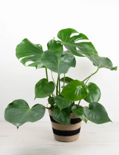 compra-costilla de Adan-planta-tropical-decorativa