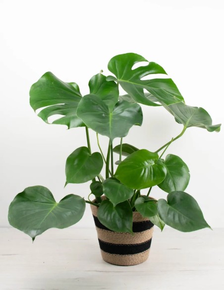 compra-costilla de Adan-planta-tropical-decorativa
