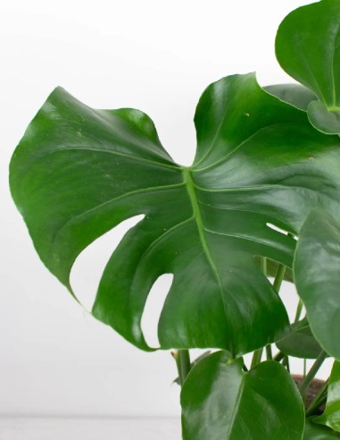 monstera-deliciosa-planta-interior-fácil-cuidado-exótica