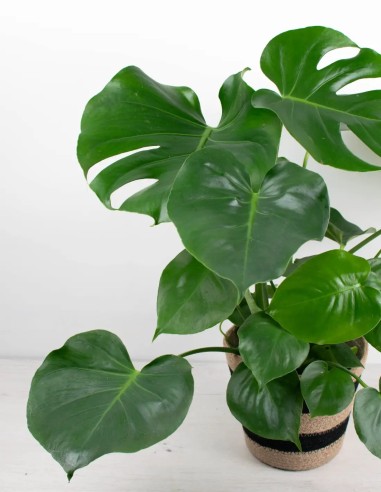 monstera-deliciosa-planta-interior-exótica-decorativa-compra