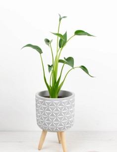 planta-alocasia-tiny-dancer-fácil-cuidado-armonía