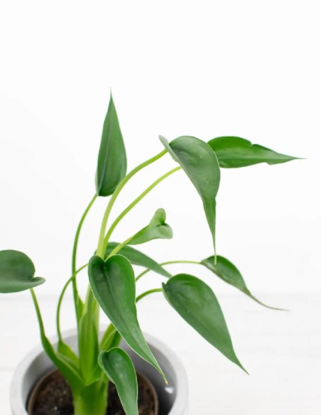 alocasia-tiny-dancer-baile-decorativo-interior