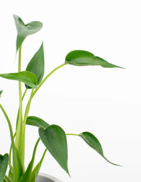 compra-alocasia-tiny-dancer-planta-tropical