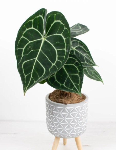 anthurium-clarinervium-planta-exótica-forma-corazón