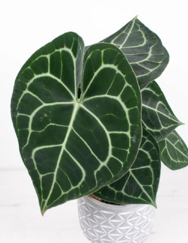 anthurium-clarinervium-originario-mexico-compra