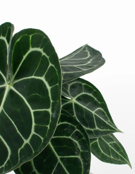 anthurium-clarinervium-planta-tropical-interior-compra