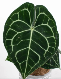 anthurium-clarinervium-planta-exótica-forma-corazón 2