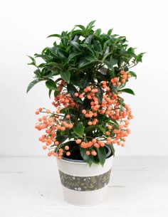comprar ardisia-crenata-follaje-vibrante