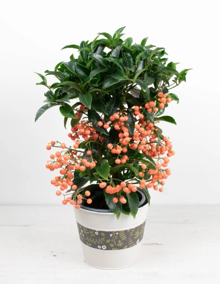 comprar ardisia-crenata-follaje-vibrante