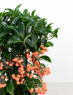 comprar ardisia-crenata-follaje-vibrante 2
