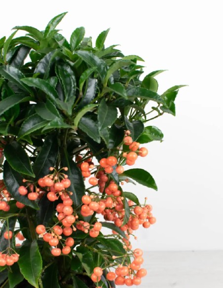 comprar planta facil interior bayas ardisia crenata
